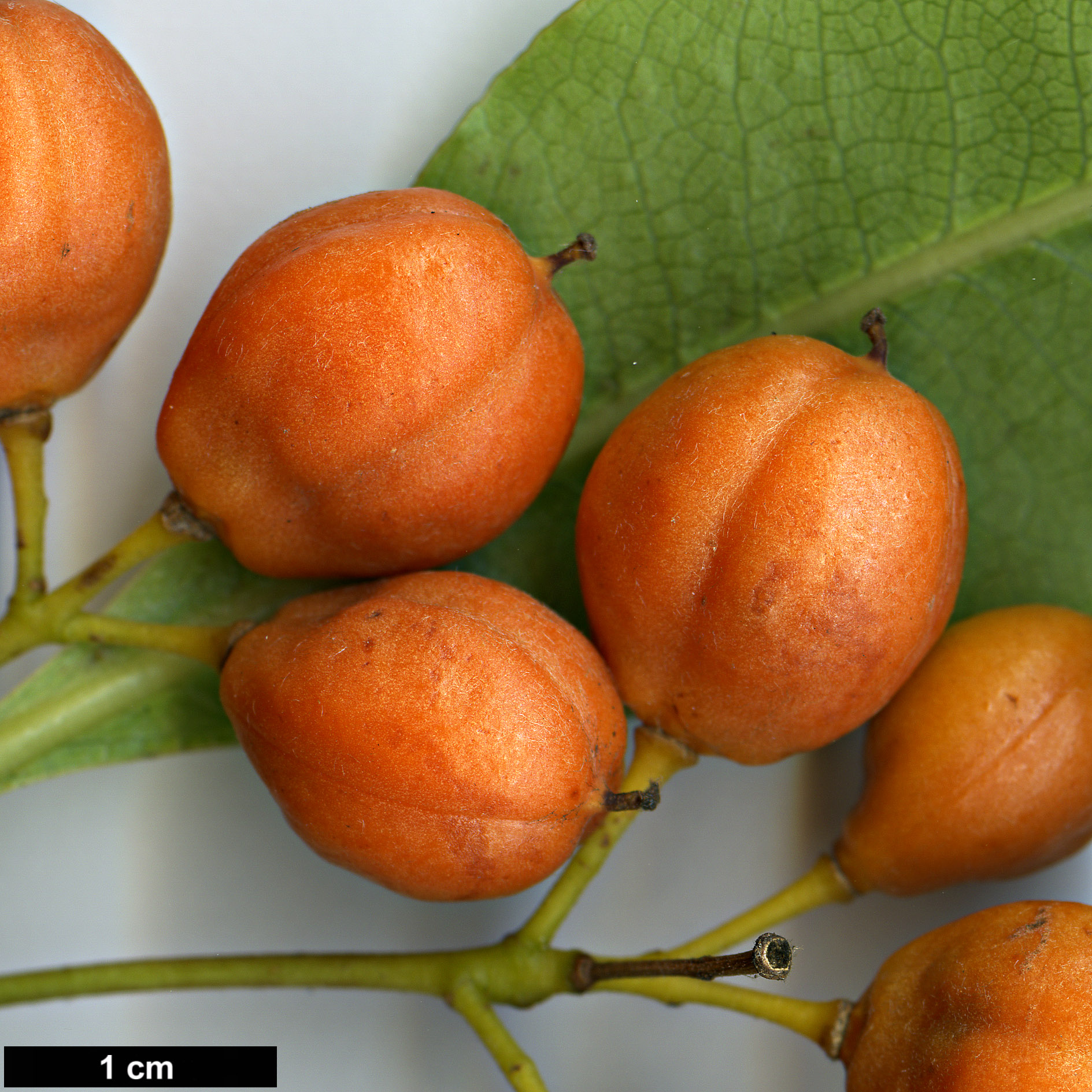 High resolution image: Family: Pittosporaceae - Genus: Pittosporum - Taxon: undulatum